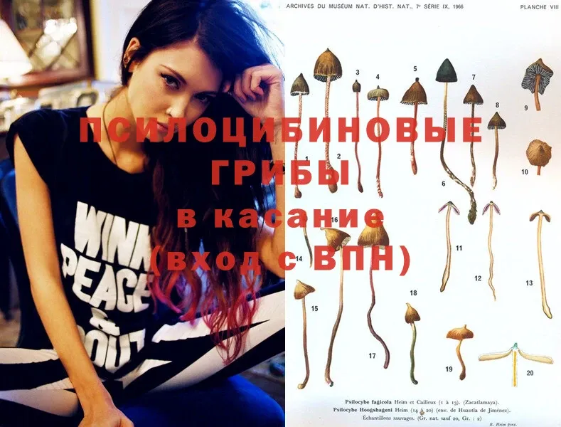 где найти   Городовиковск  Галлюциногенные грибы Magic Shrooms 